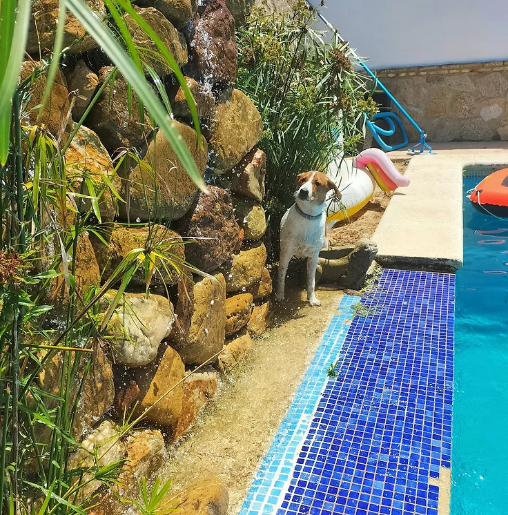 residencia canina amigomio