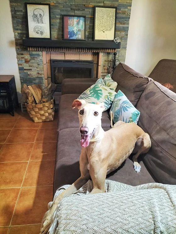 residencia canina amigomio