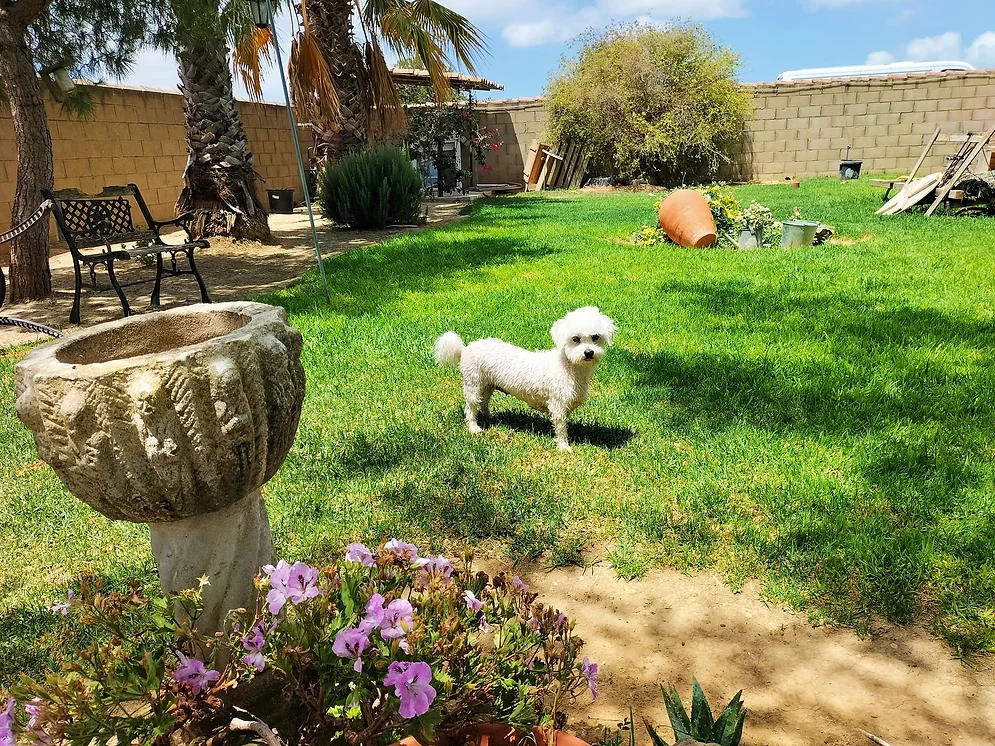 residencia canina amigomio