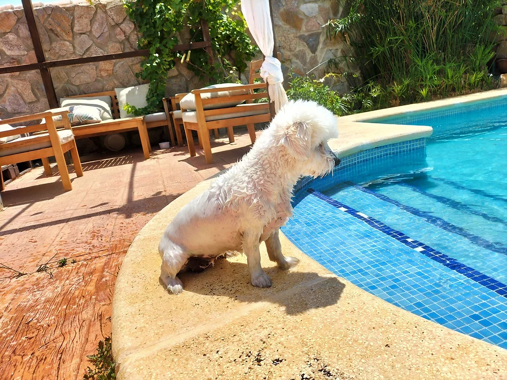 residencia canina amigomio