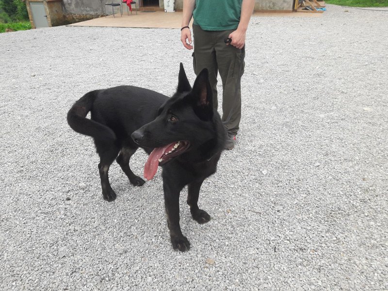 residencia canina akindi