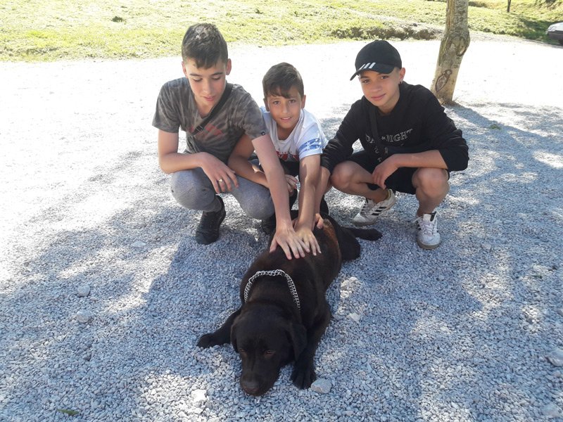 residencia canina akindi