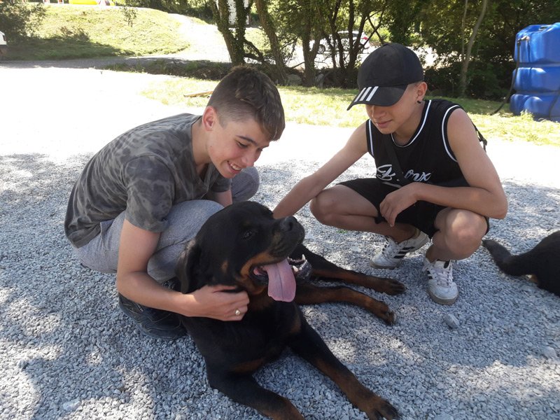 residencia canina akindi