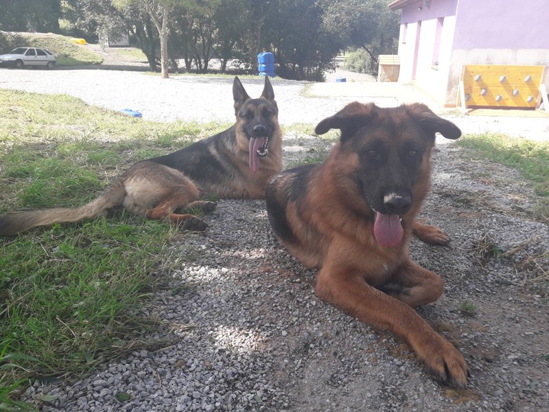 residencia canina akindi