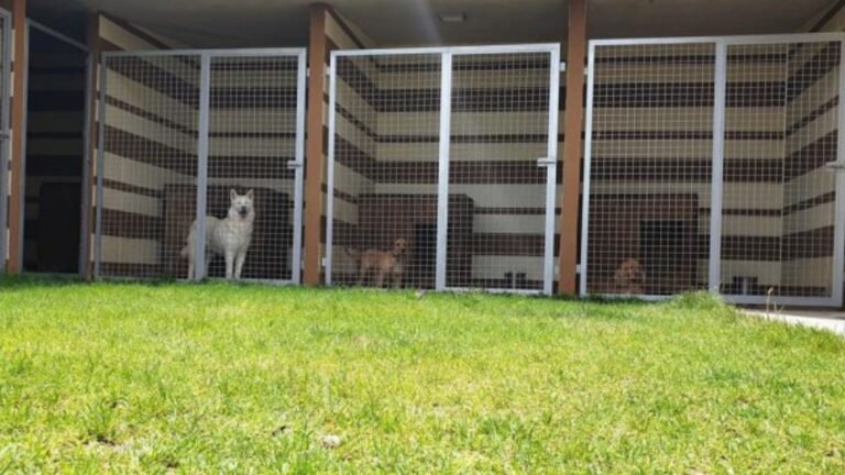 residencia canina tomelloso