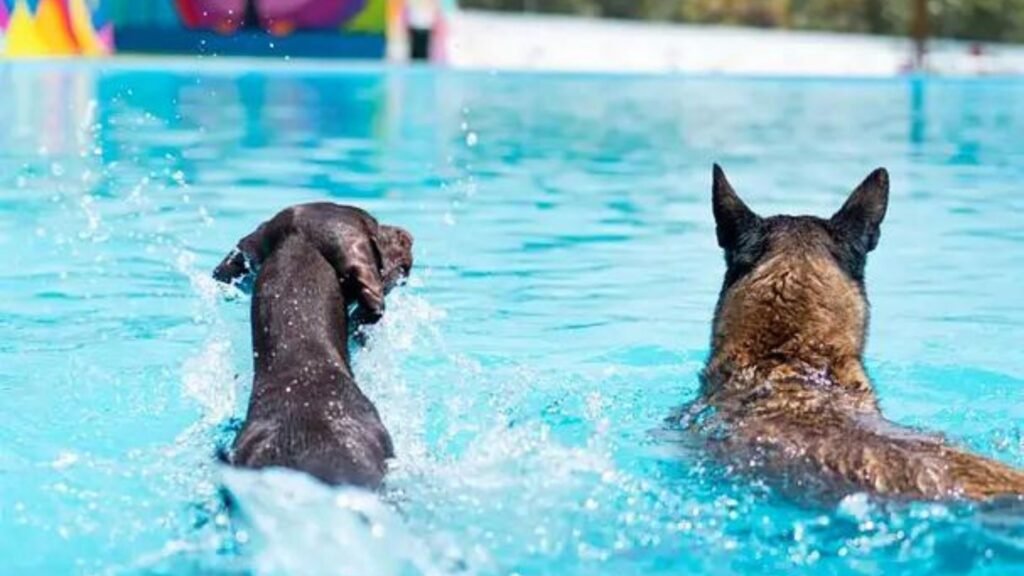 resort canino gosaventura