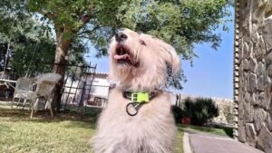 residencia canina amigomio