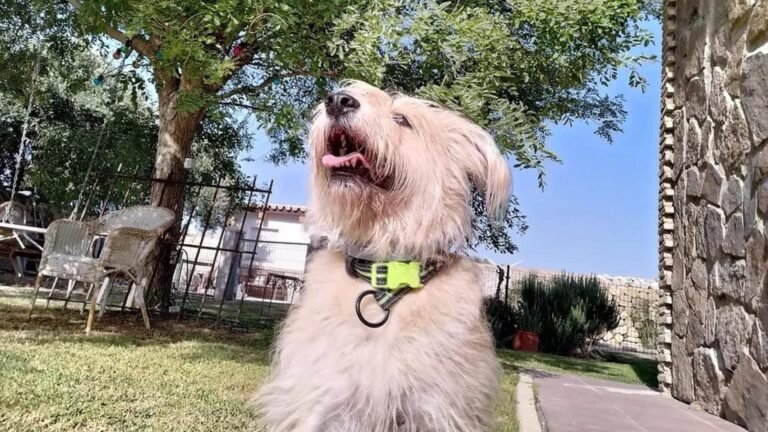 residencia canina amigomio