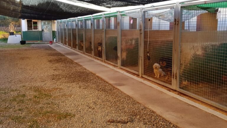 Residencia Canina Idefix – residencia canina en Castellón