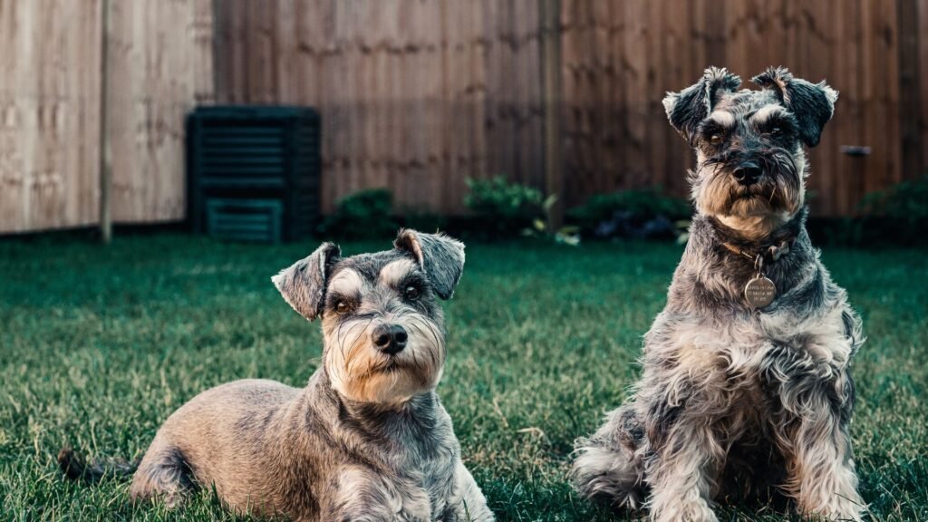 residencia canina cuatro patas