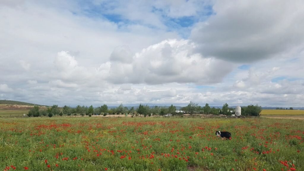 residencia canina braña alta