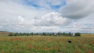 residencia canina braña alta