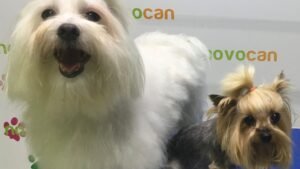 residencia canina novacan