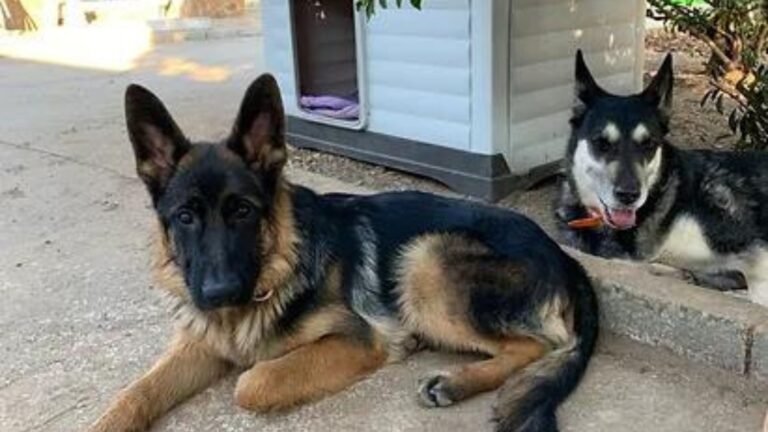 residencia canina la senda del lobo