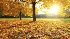 centro canino new alvacan