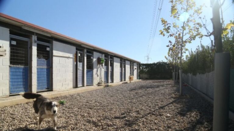 residencia canina holiday pets