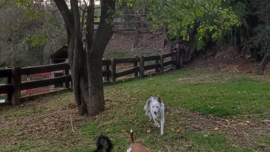 residencia canina yucacán
