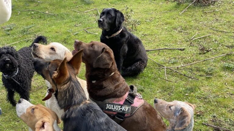 Residencia Canina Cans College – residencia canina en Madrid