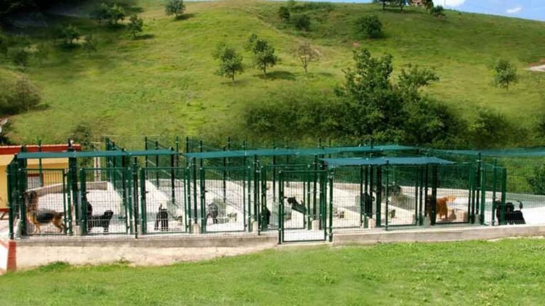 Centro Canino Besaya – residencia canina en Cantabria