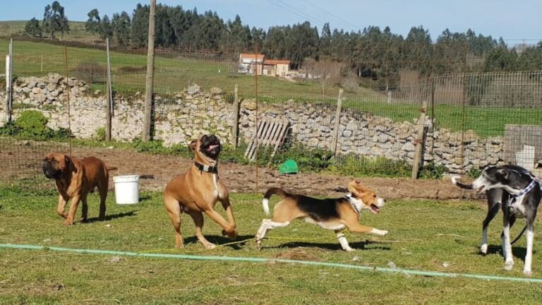 Hotel canino Don y Doña Equi Guau – residencia canina en Cantabria
