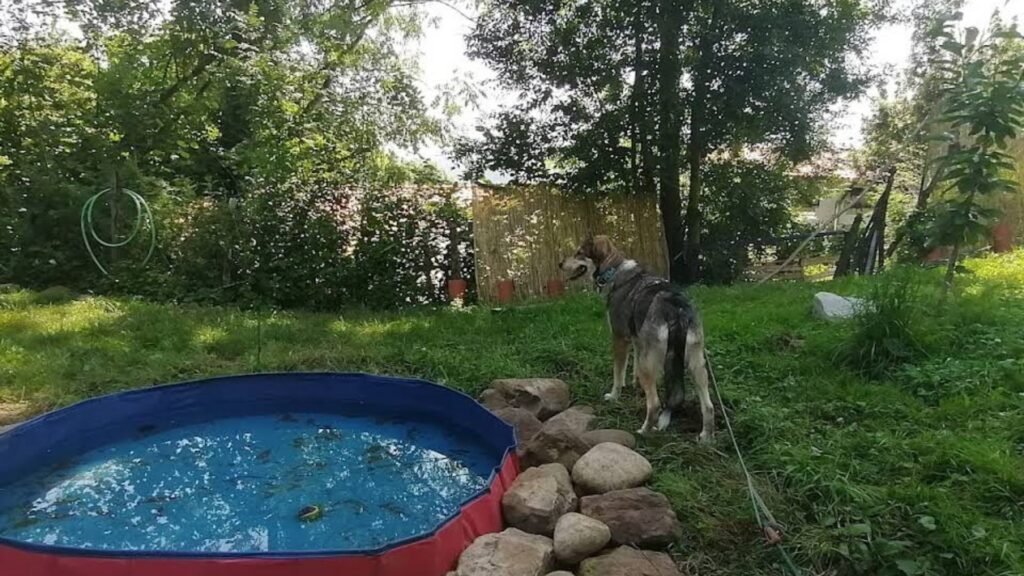 hotel canino big mama