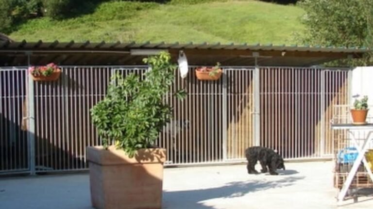 Hotel Canino Tatinejos – residencia canina en Cantabria