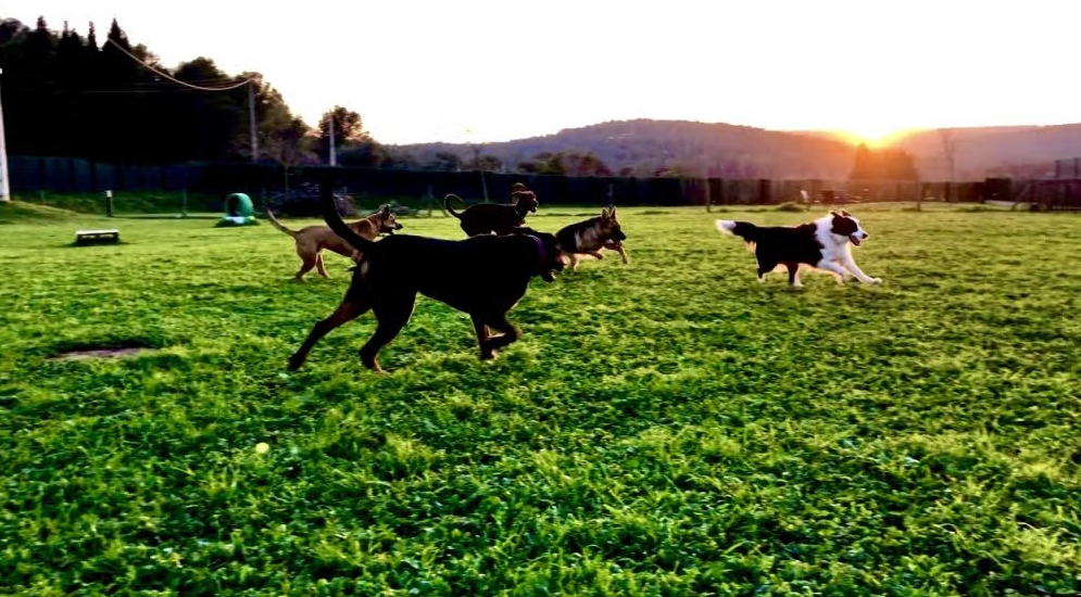 residencia canina canisapiens