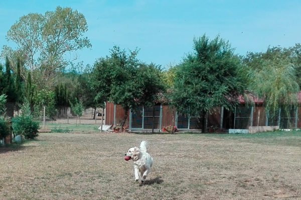 residencia canina rockendall