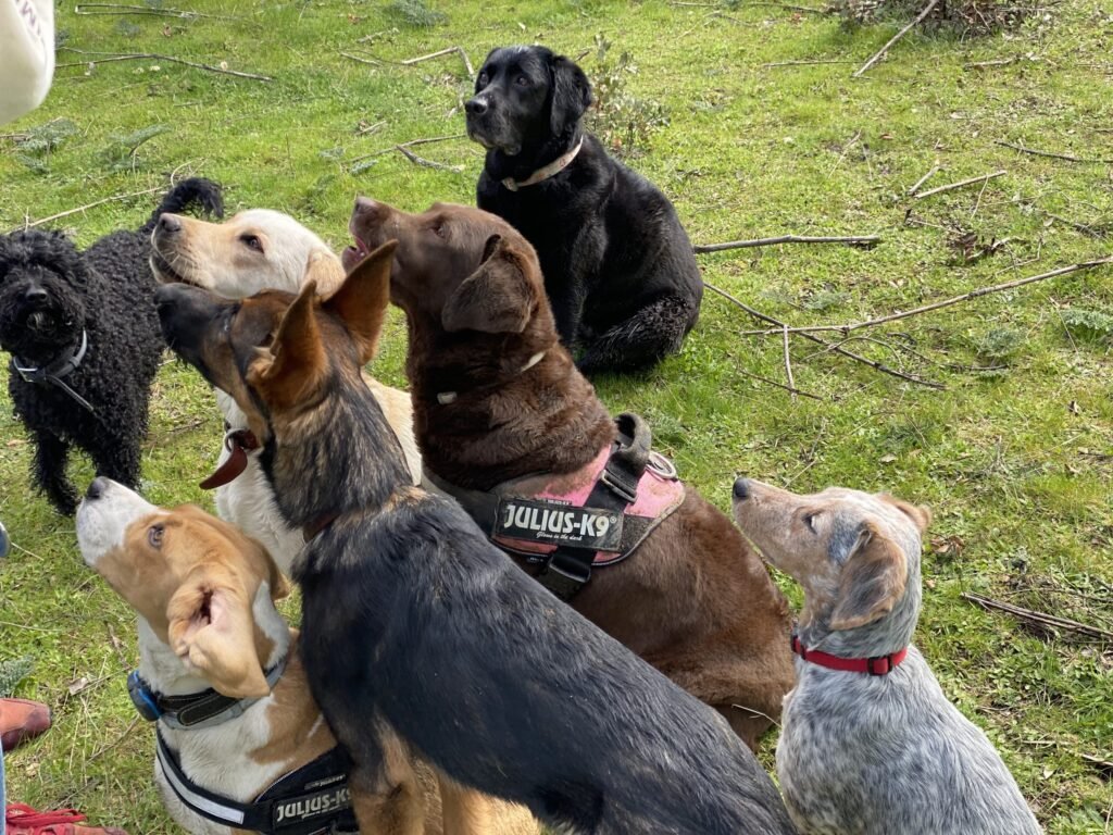 residencia canina cans college