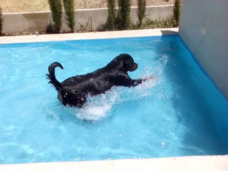 residencia canina tomelloso