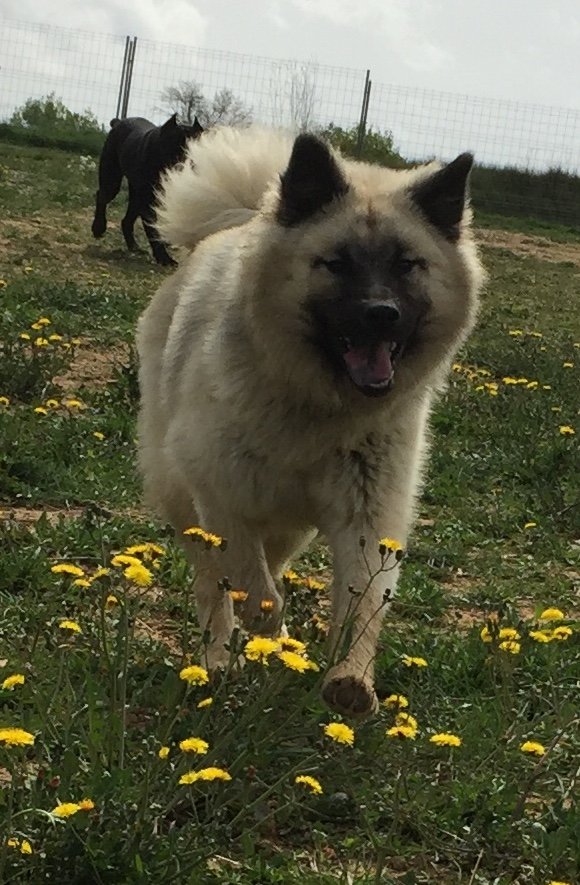 residencia canina placocan