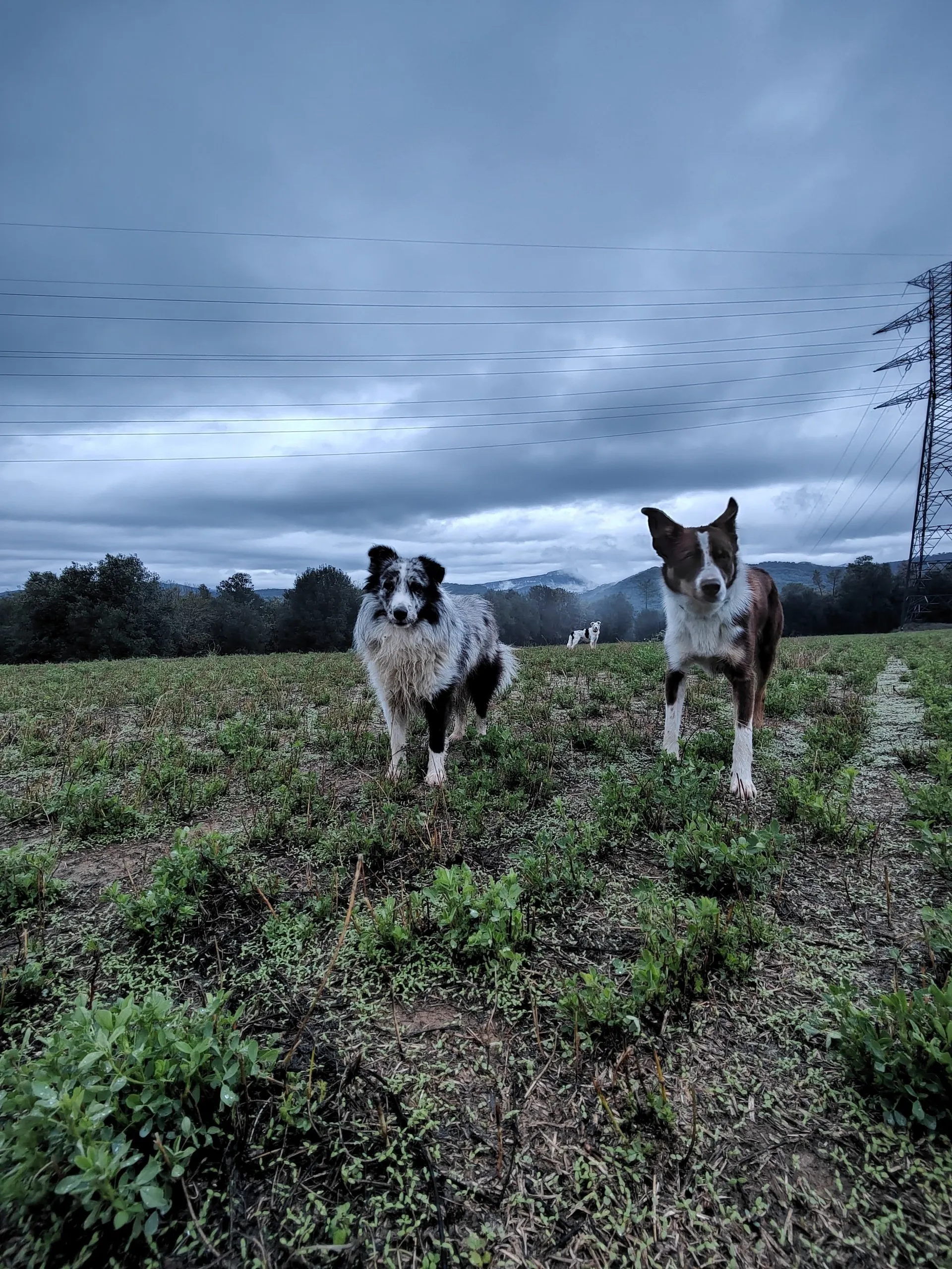 residencia canina miracatpark