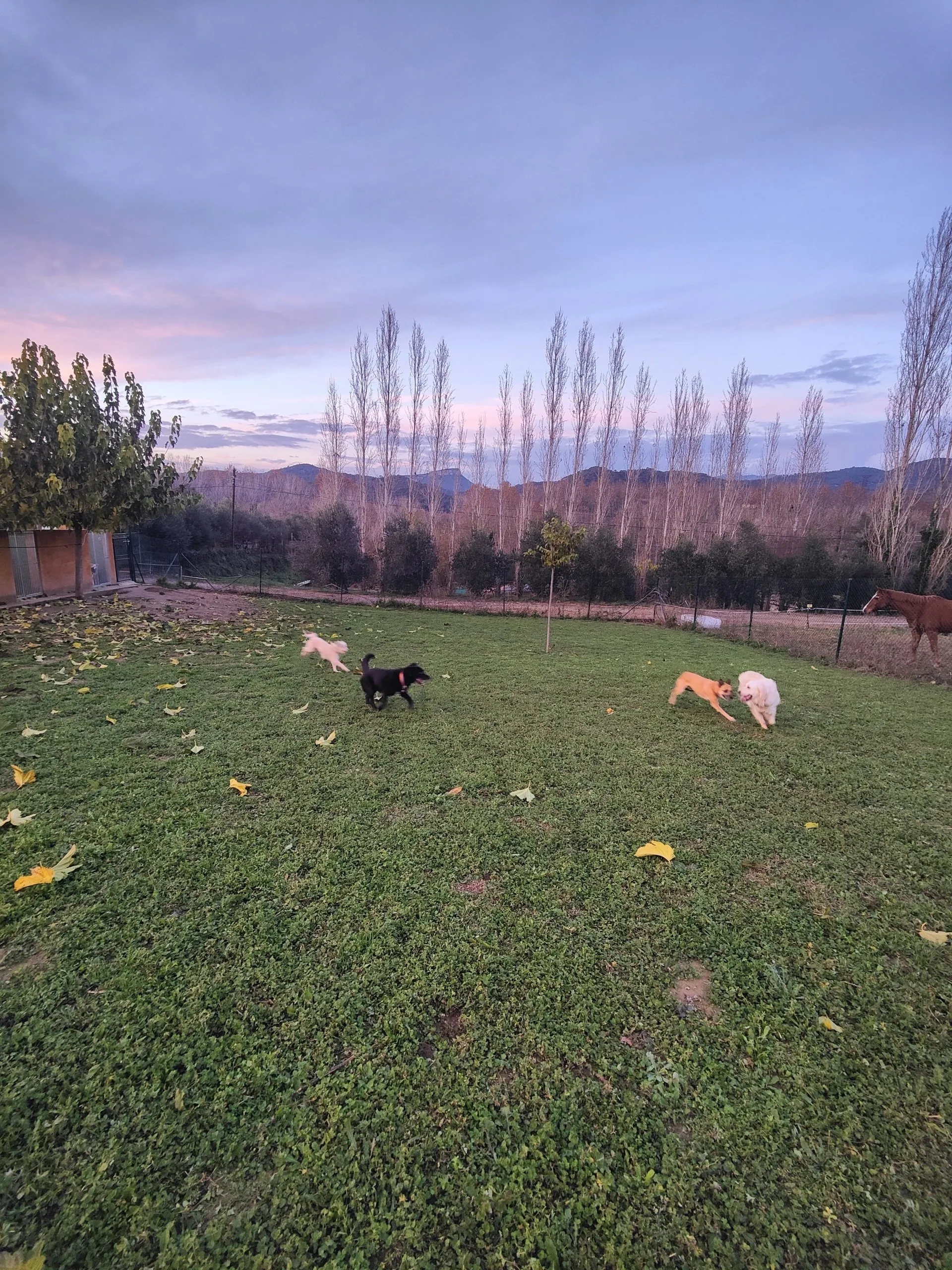 residencia canina miracatpark