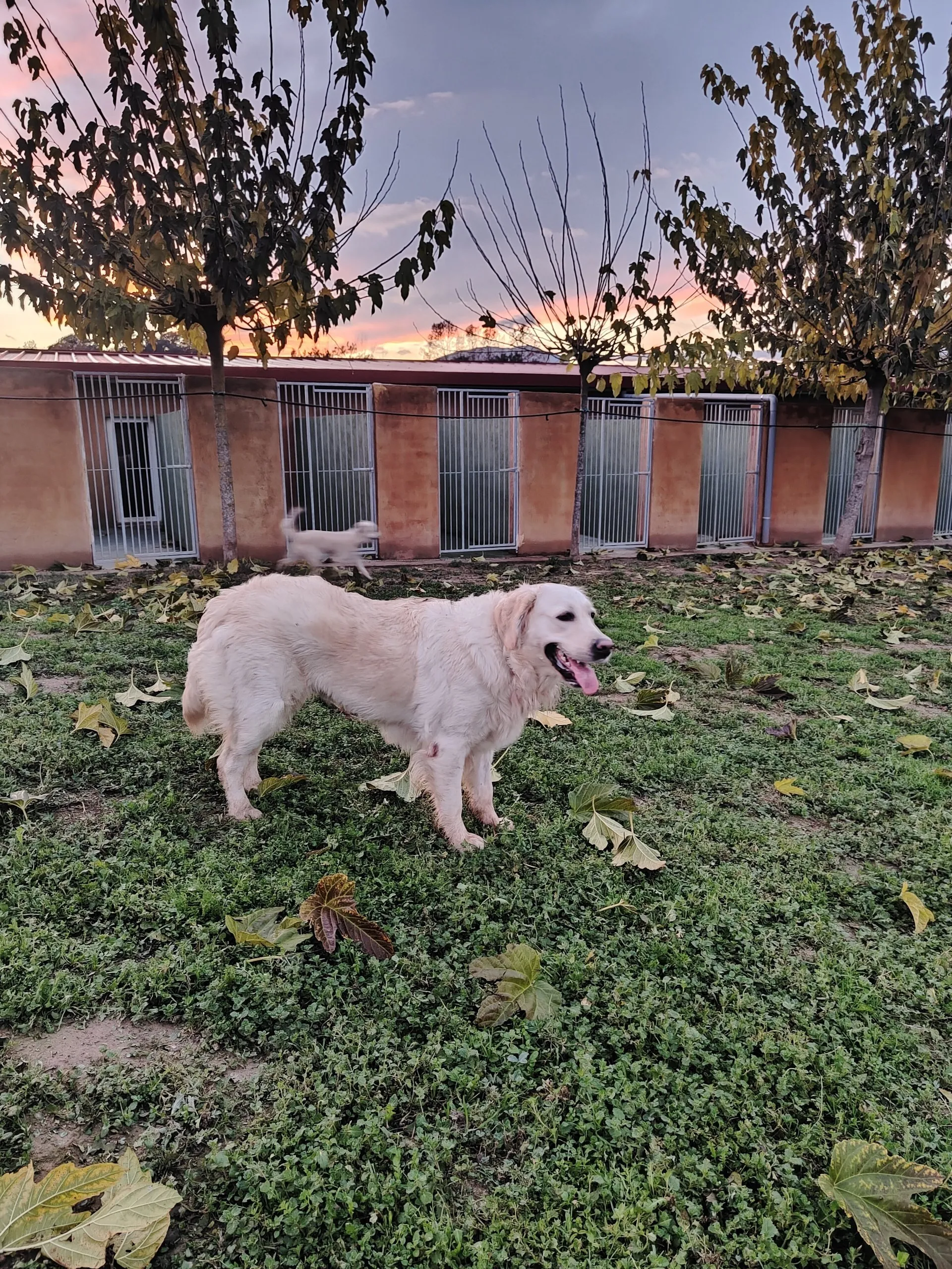 residencia canina miracatpark