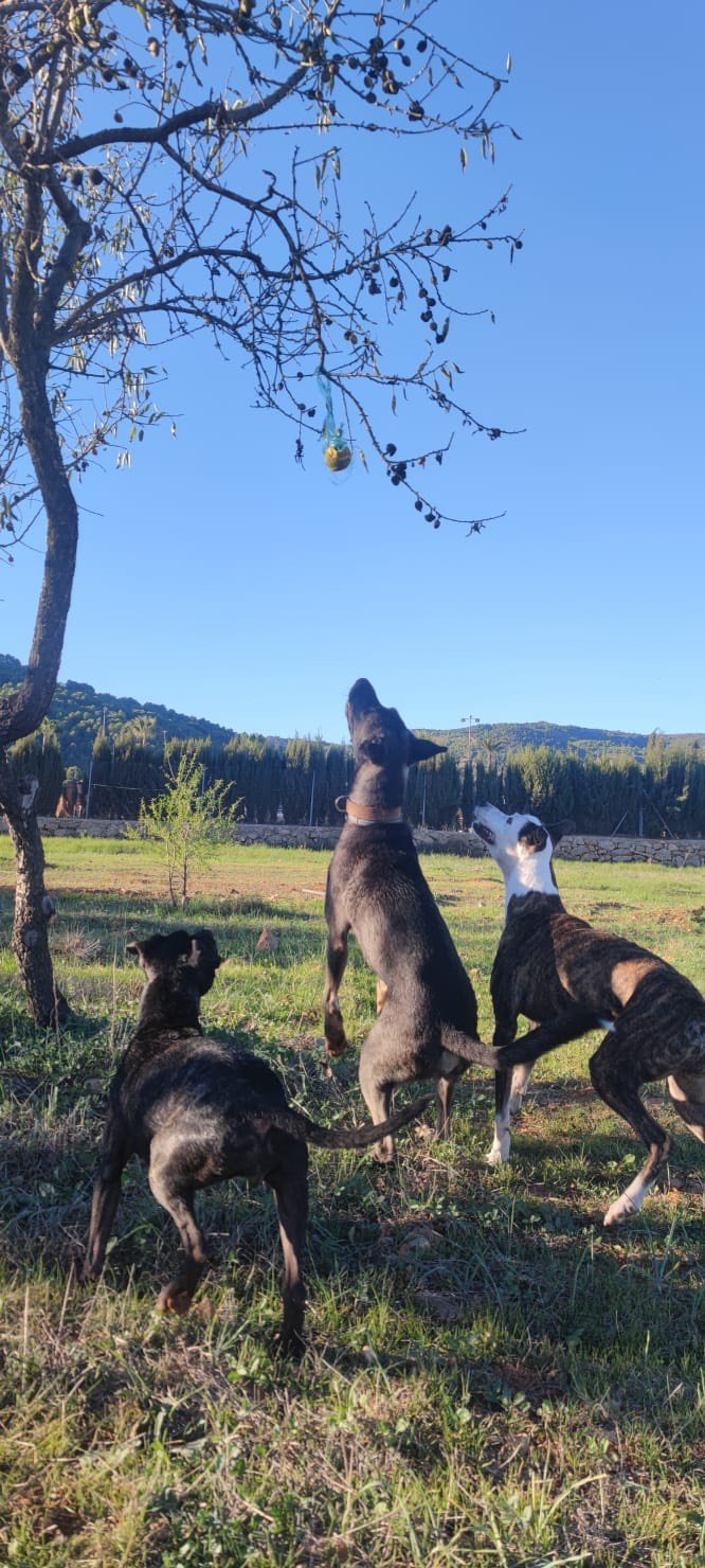 residencia canina cuatro patas