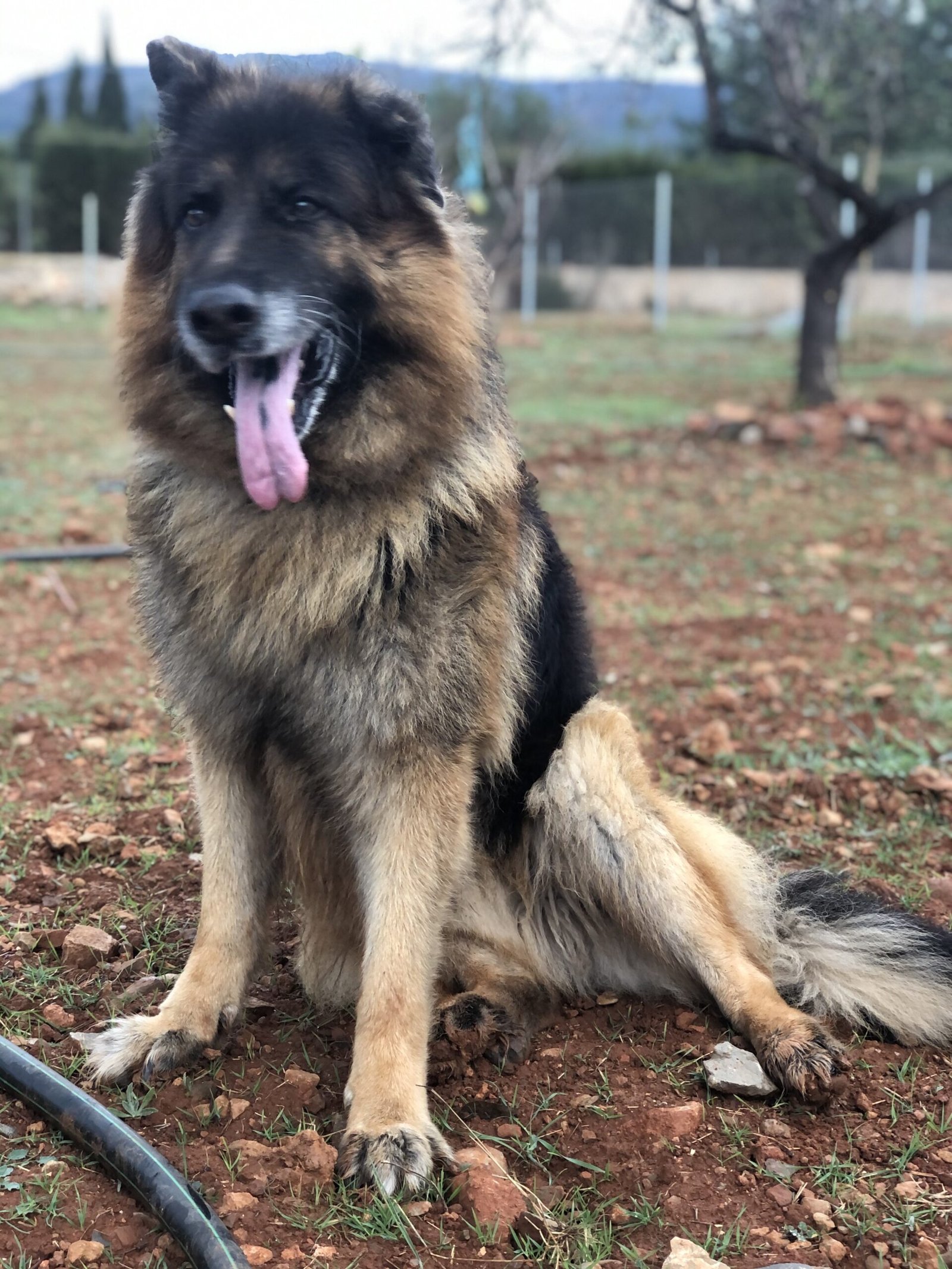 residencia canina cuatro patas