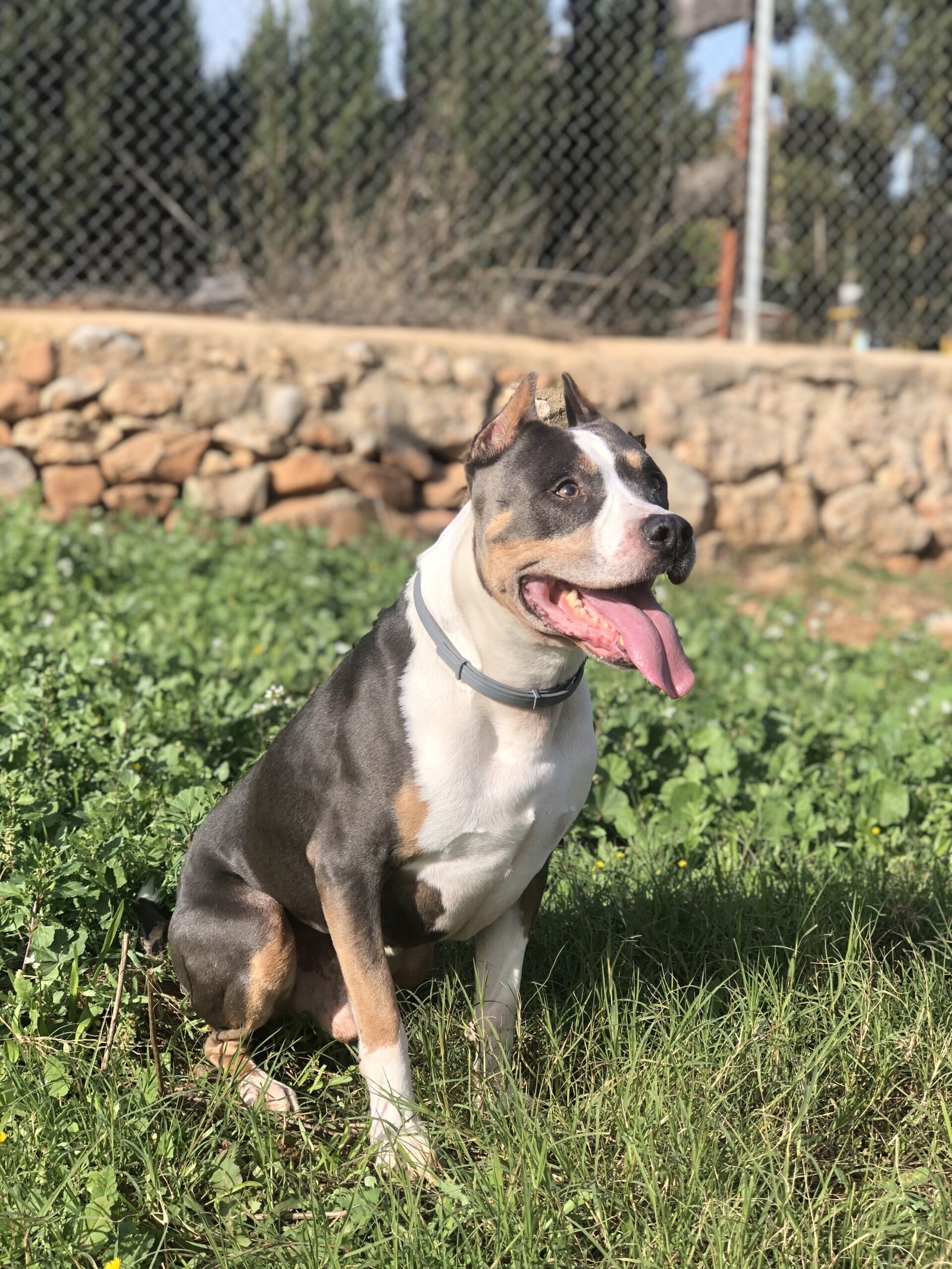 residencia canina cuatro patas