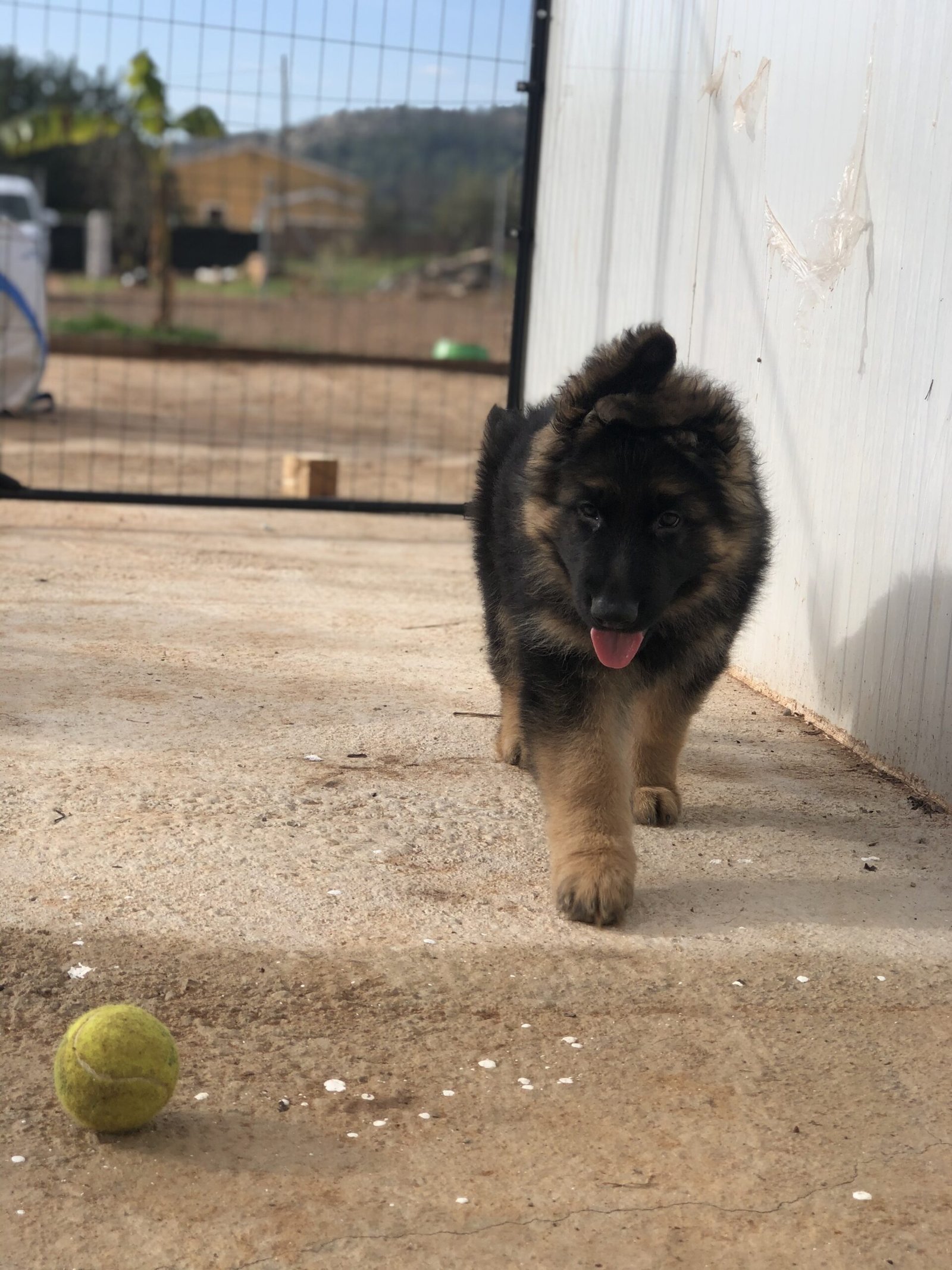 residencia canina cuatro patas