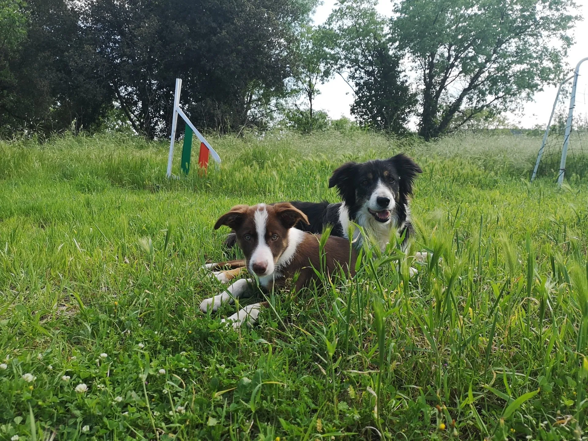 residencia canina miracatpark