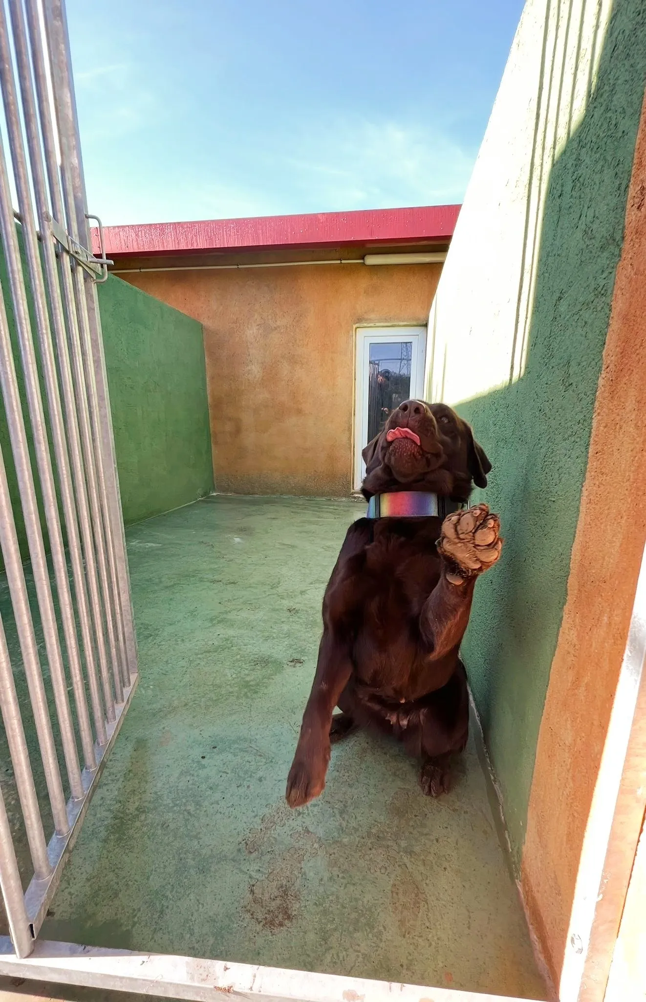 residencia canina miracatpark