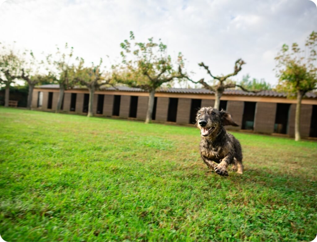 residencia canina la reserva