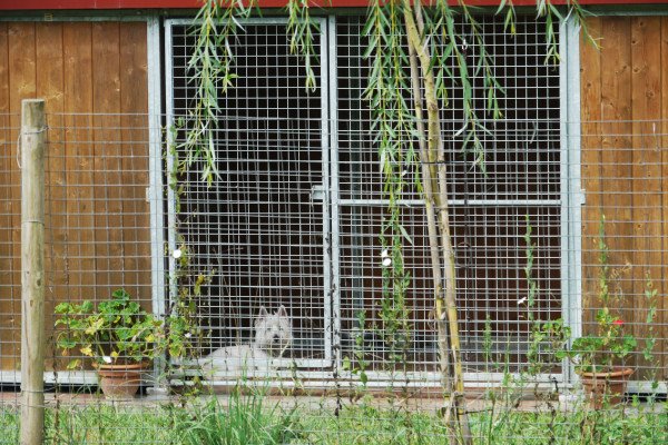 residencia canina rockendall