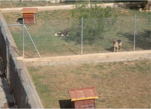 centro canino cecasur