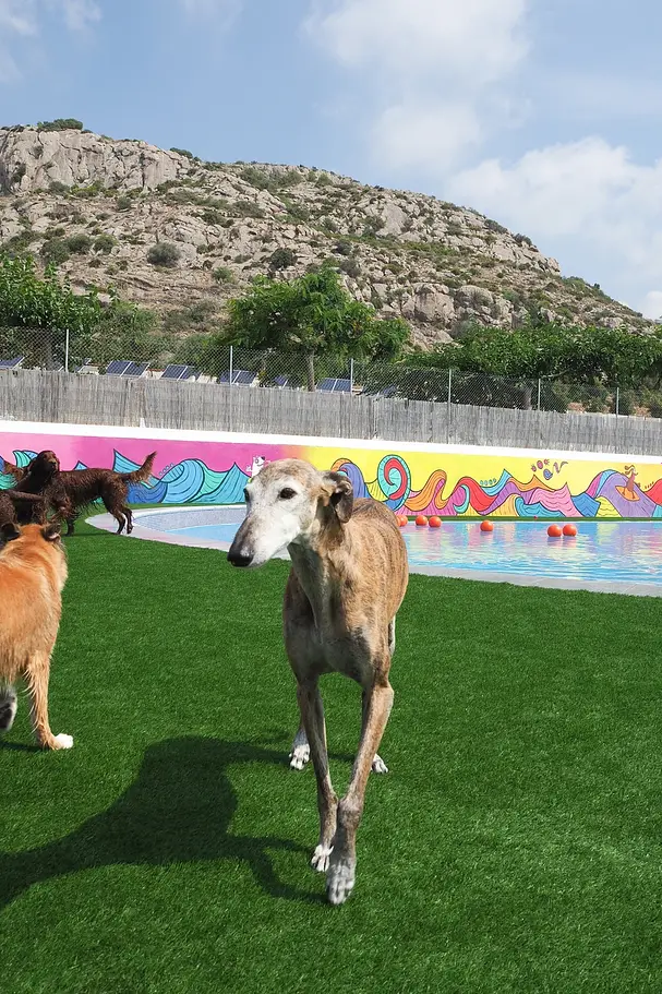 resort canino gosaventura