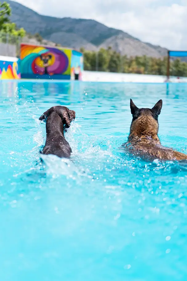 resort canino gosaventura