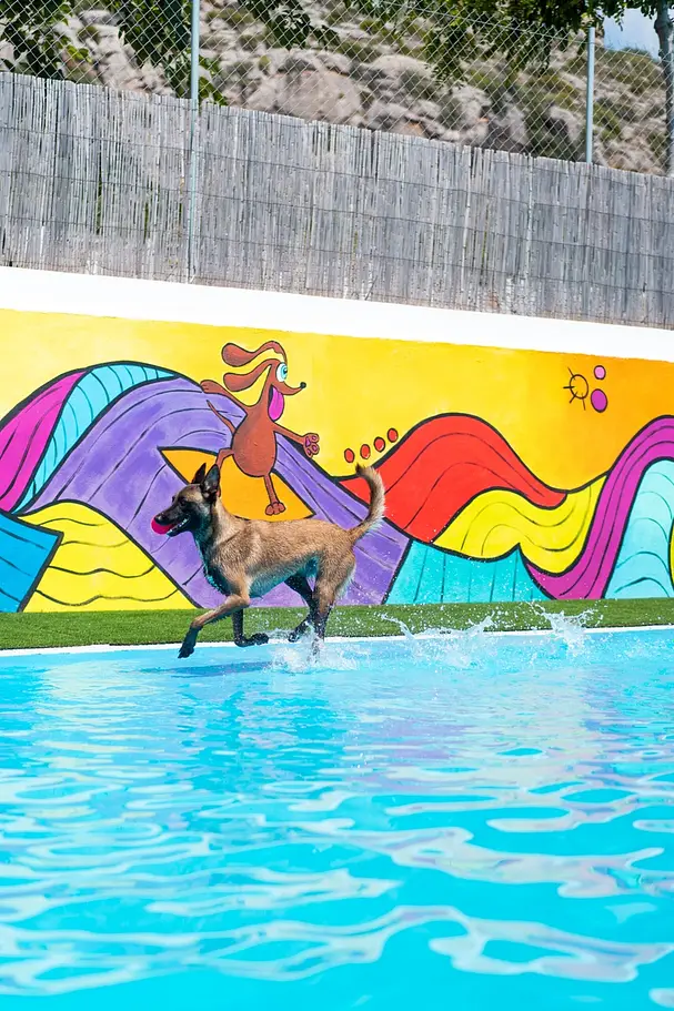 resort canino gosaventura