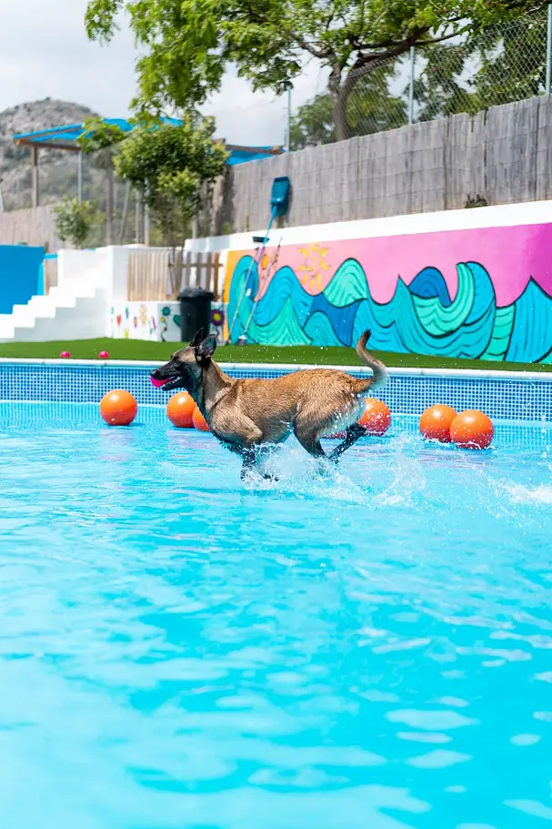 resort canino gosaventura