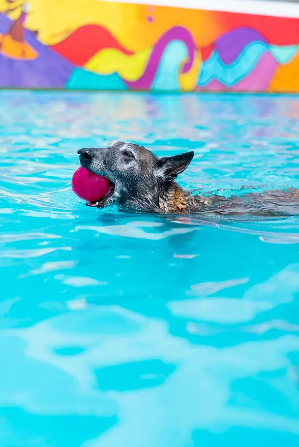 resort canino gosaventura