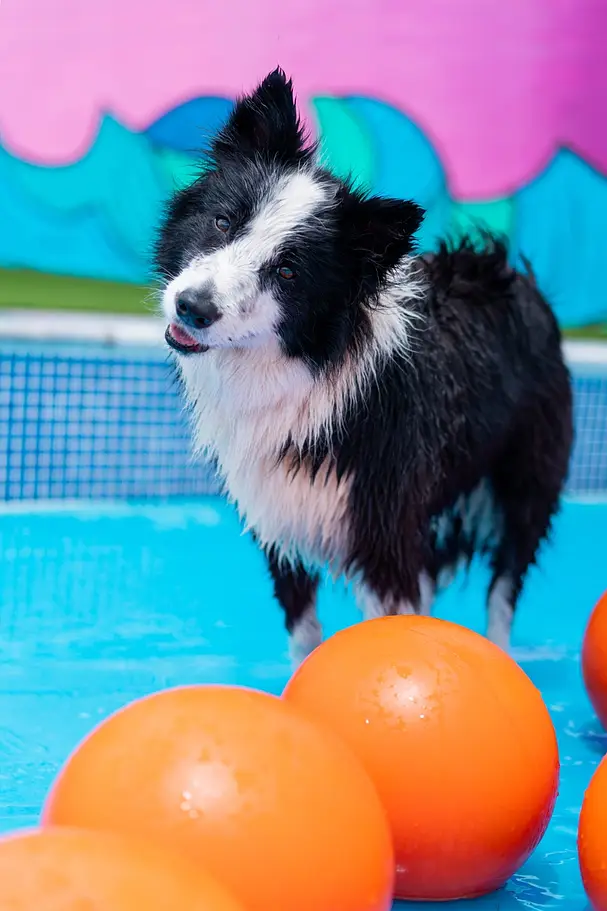 resort canino gosaventura