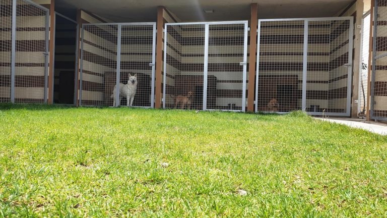 residencia canina tomelloso